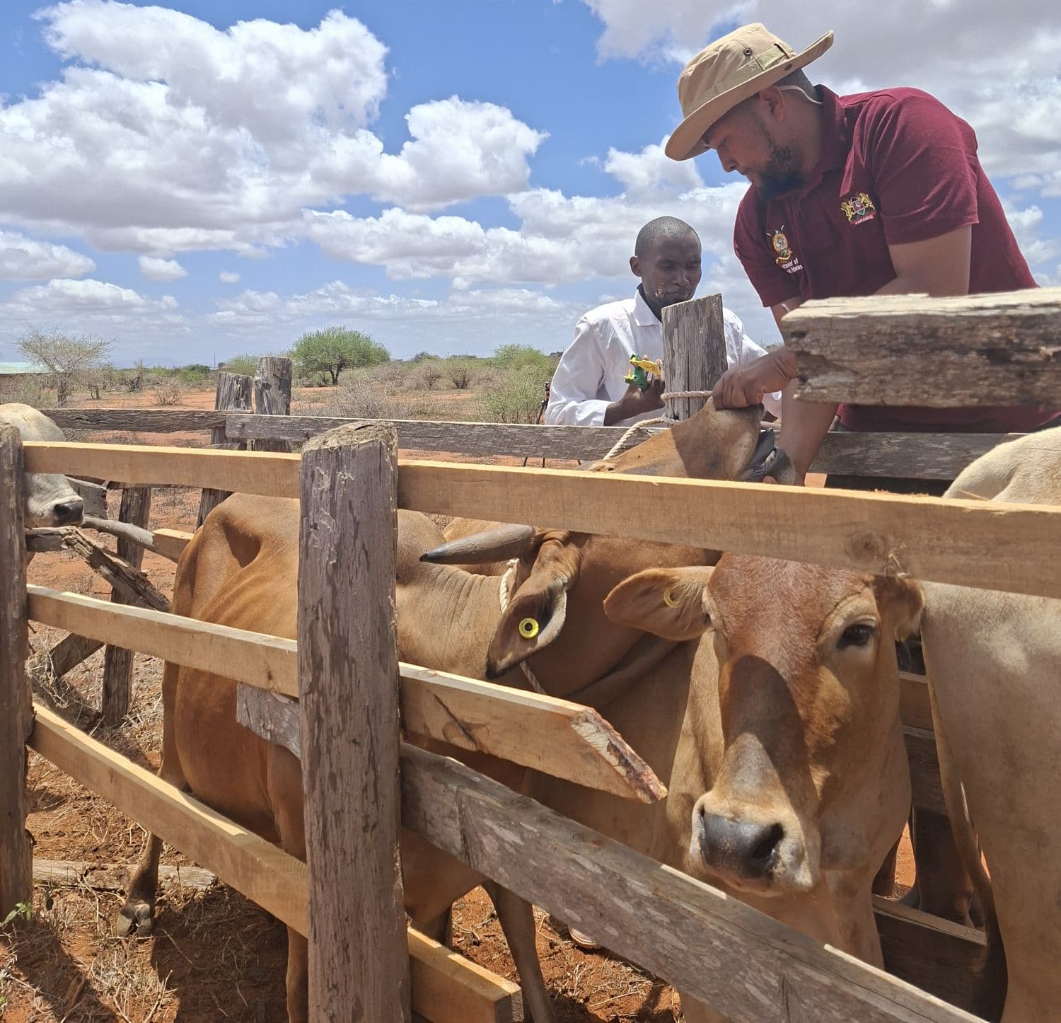 Taita Taveta dairy sector underperforms despite sh4.63bn annual potential