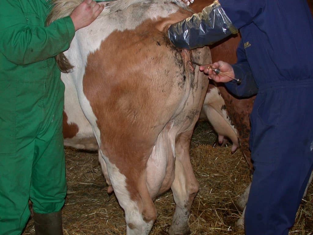 Farmer creates online platform to help colleagues access best breeding services