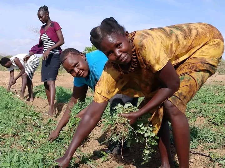 Turkana women turn prosopis-infested land into irrigated vegetable farms