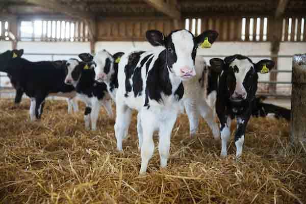 Technology offers cheaper dairy cows