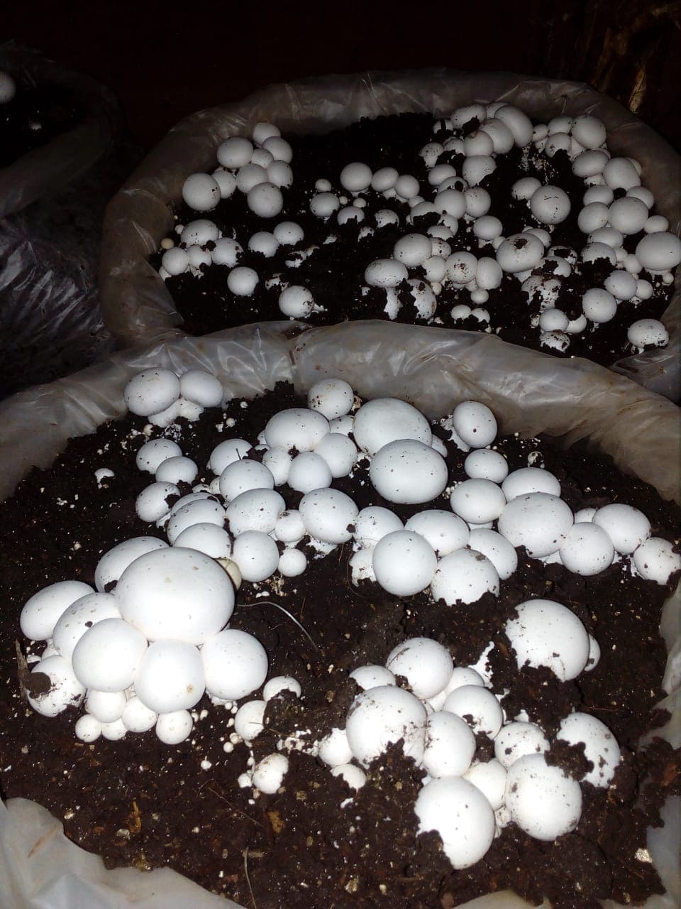 Masters graduate creates own job with mushroom farming in Kakamega