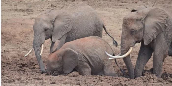 15 elephants die in Amboseli as KWS probes suspected toxic exposure