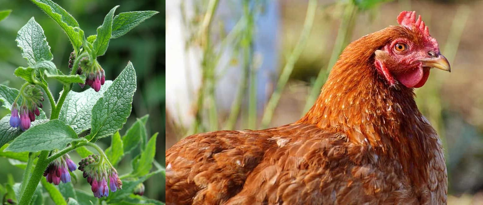 Comfrey replaces one-fifth of expensive chicken feed while improving egg, meat quality