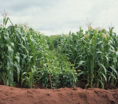 Experts recommend inter-cropping Nuts and legumes with other crops