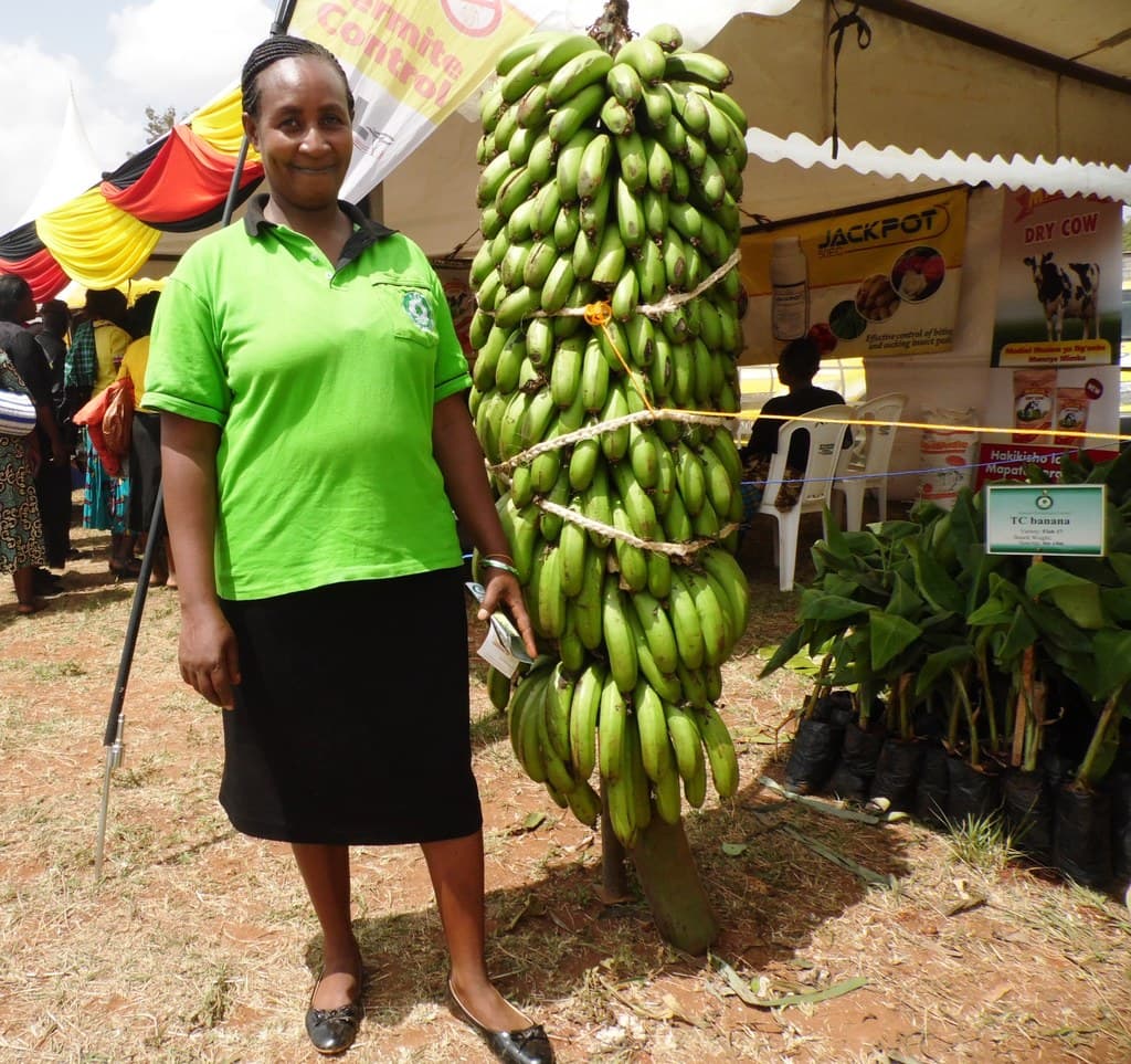 Irrigation boosts banana yield by 30%