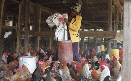 Miracle a half an acre farm in Thika