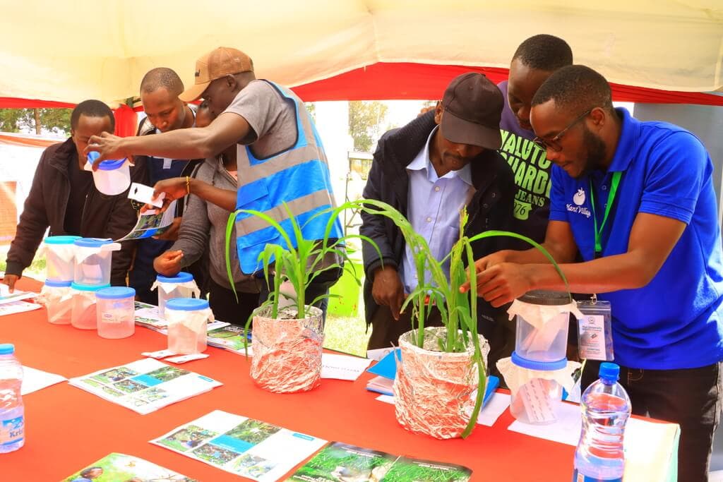Maize farmers destroy Fall Armyworm at 80% less cost thanks to killer wasp