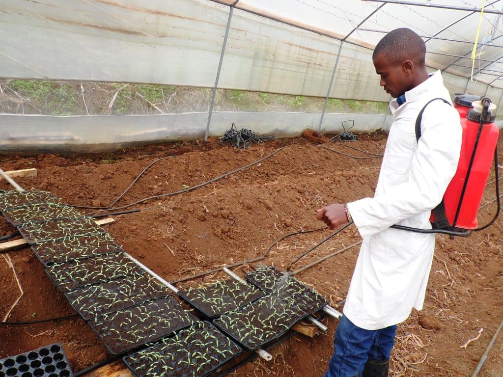 soil steaming cuts tomato losses