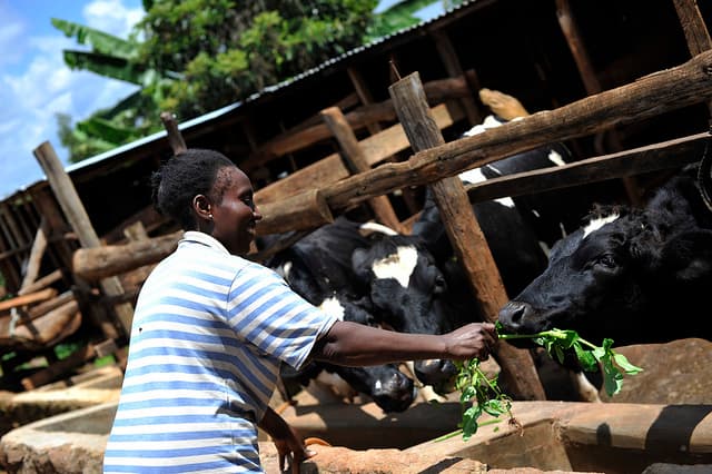 Farmers milking money from dairy farming in West Pokot
