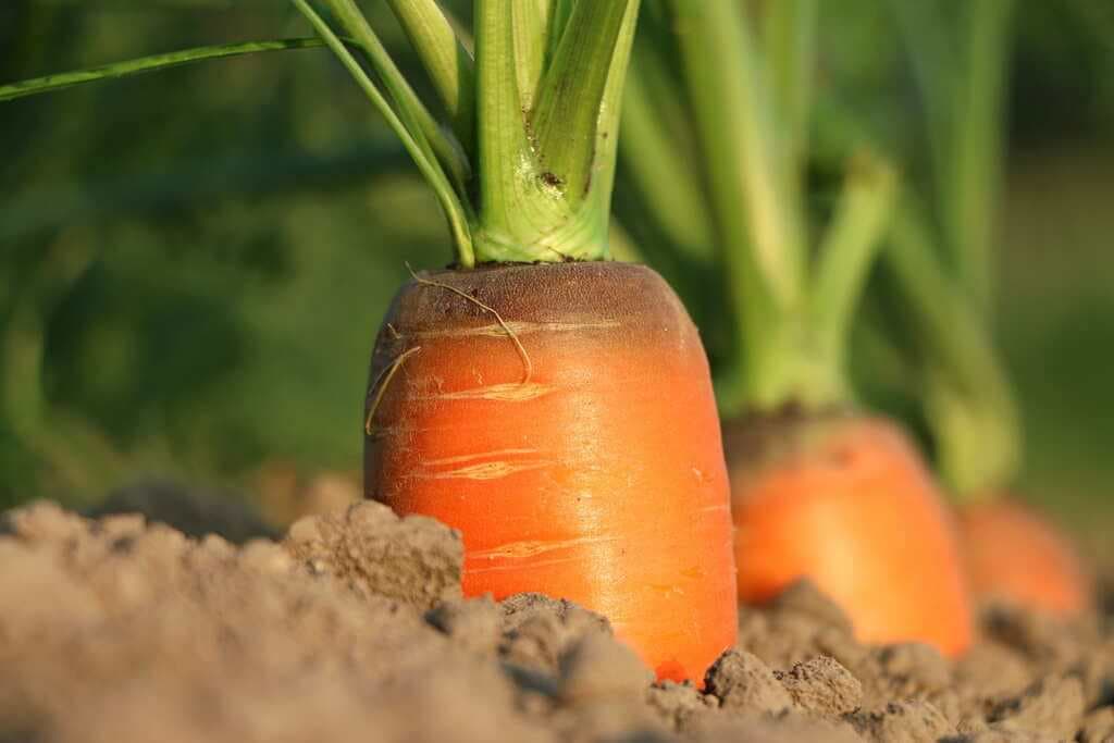 How to grow quick maturing, 17-ton yielding hybrid carrots headed into the Oct-Dec short rains