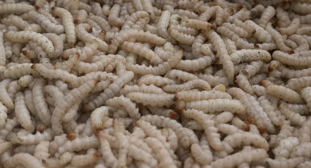 Kakamega farmer cuts poultry feed costs 2/3rds by maggot breeding