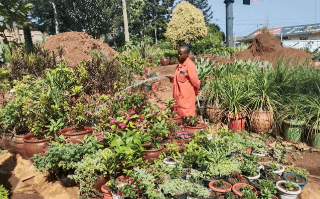 Flowerland braves the drought to sustain Flora