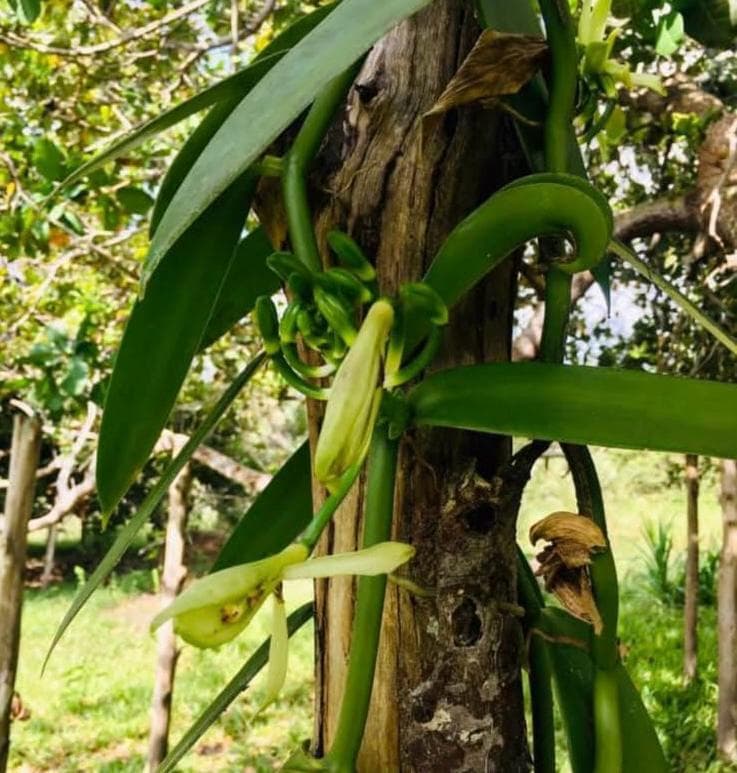 Kwale farmer earns Sh6,500 a kg from local vanilla sales