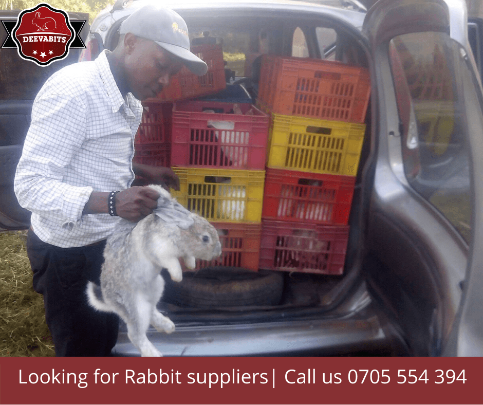 Muranga based company looking for rabbit meat suppliers