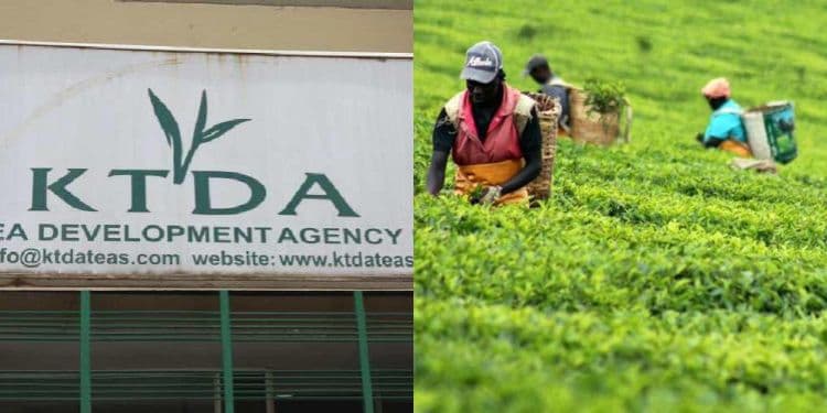 Tea Farmers Face Earnings Squeeze as Fuel Costs and Export Disruptions Rise