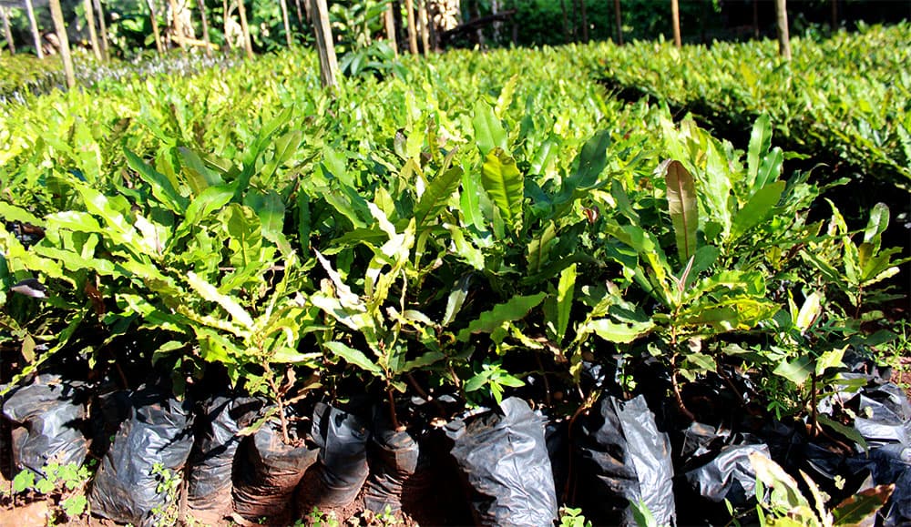 High quality grafted fruit seedlings for Nyanza farmers