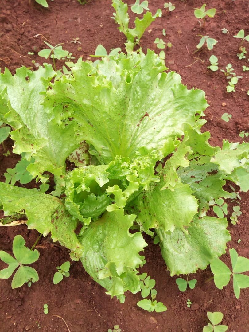 Kiambu farmer supplying Nairobi hotels and restaurants with non-heading lettuce