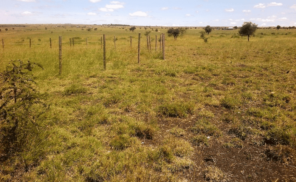 Buying Land in Kenya: Follow These 7 Steps to Avoid Being Duped