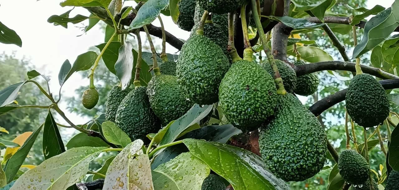 Githunguri avocado farmers unite to launch new Cooperative