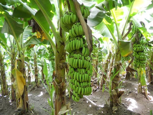 Proper banana farming management has good returns