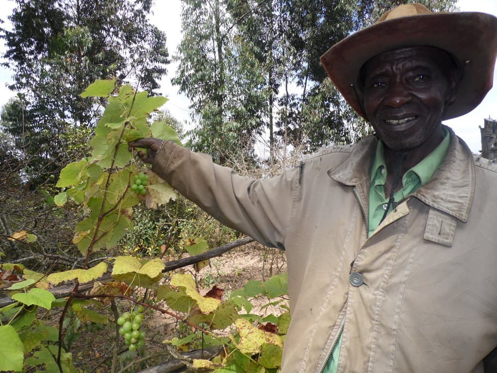 Uganda President Museveni gets his grape seedlings from Meru