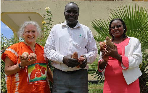 Curing increases sweetpotato shelf-life from seven days to seven months