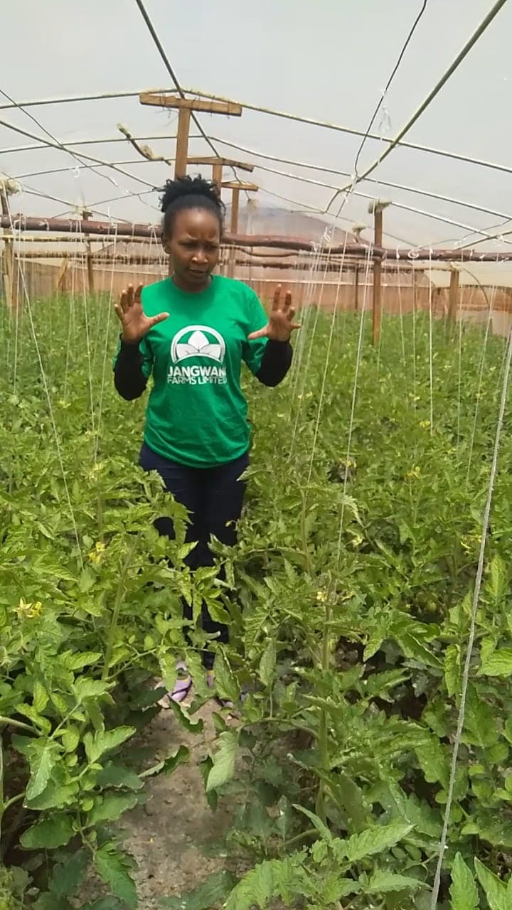 Former financial analyst bets on new methods of farming for income and food security