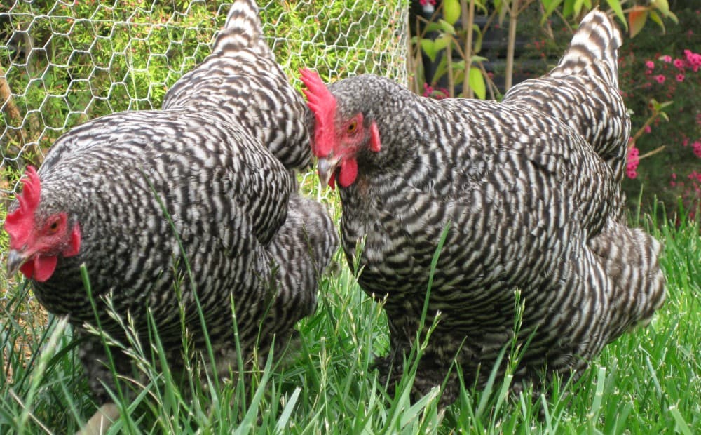 New improved Newcastle disease resistant Kuroiler kienyeji chicken in the market