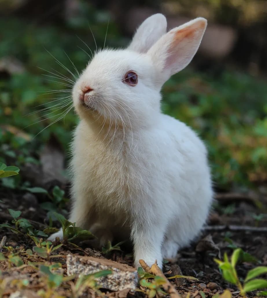 FarmBiz TV:Rearing New Zealand rabbit earns student Sh45k per month