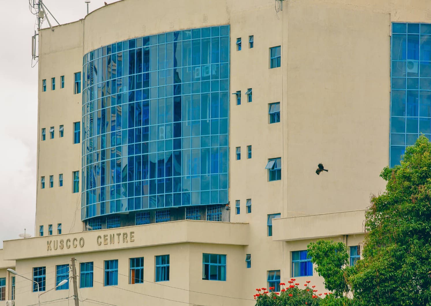 KUSCCO registration cancelled amid liquidation order