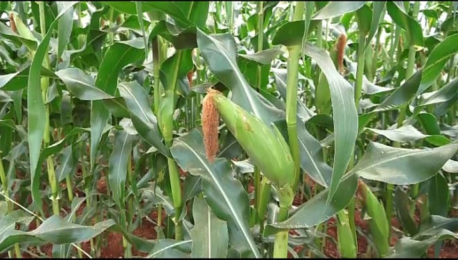 Embu County Intensifies efforts to improve food security and Nutrition