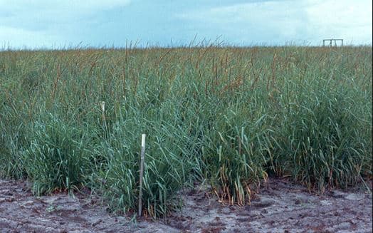 Disease resistant giant grass can increase milk production by 25 per cent