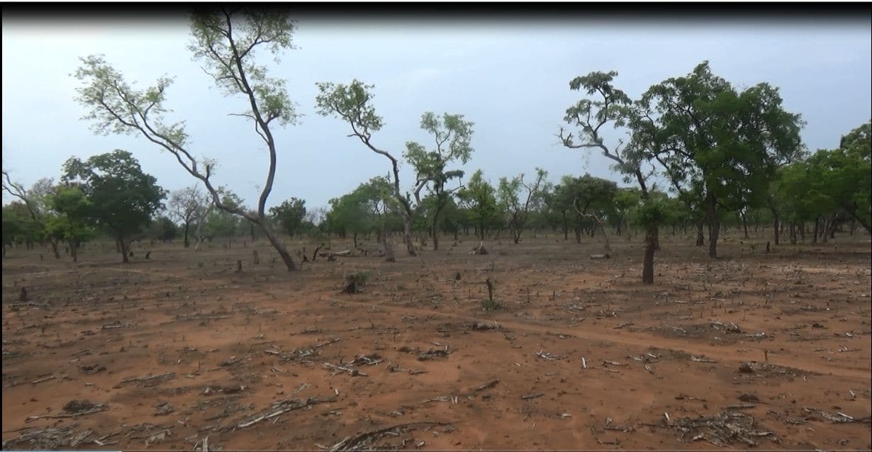 Timber Logging and Crime: How Rosewood is Stolen in Cameroon, Laundered in Nigeria and Exported to China