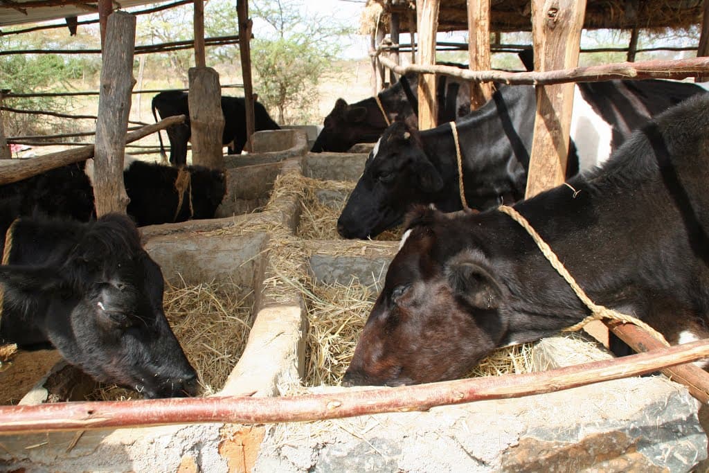Factsheet: Calf to cow expert feeding guide for maximum milk—Part 1