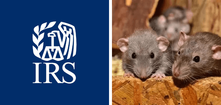 IRS Worker Quit, Majority Forced to Sit on Desk as Massive Rat Infestation Overruns Georgia Office