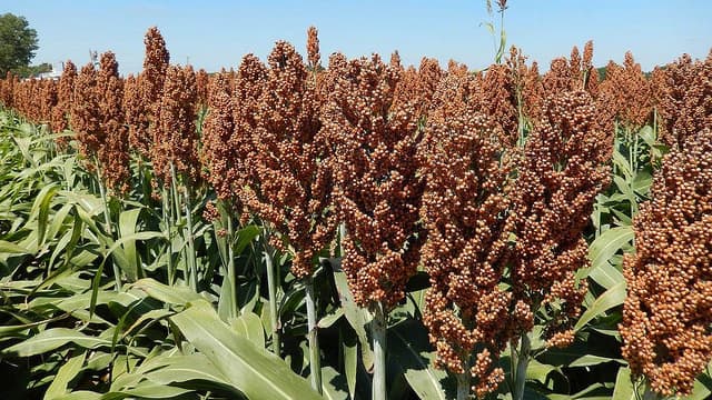 Fact sheet on how to grow the highly demanded sorghum crop