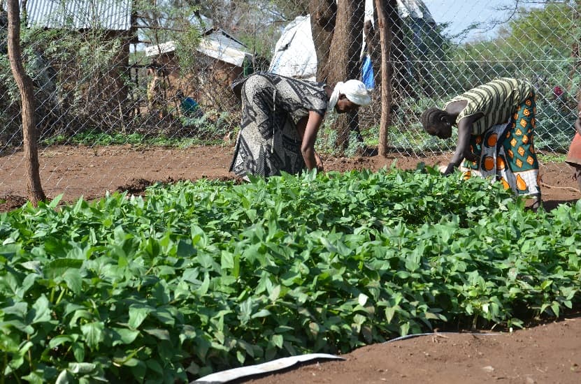 40 refugees in Turkana set to up vegetable production after training