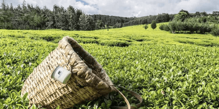 Kenya’s 2026 Tea Levy Explained: What It Means for Farmers’ Income