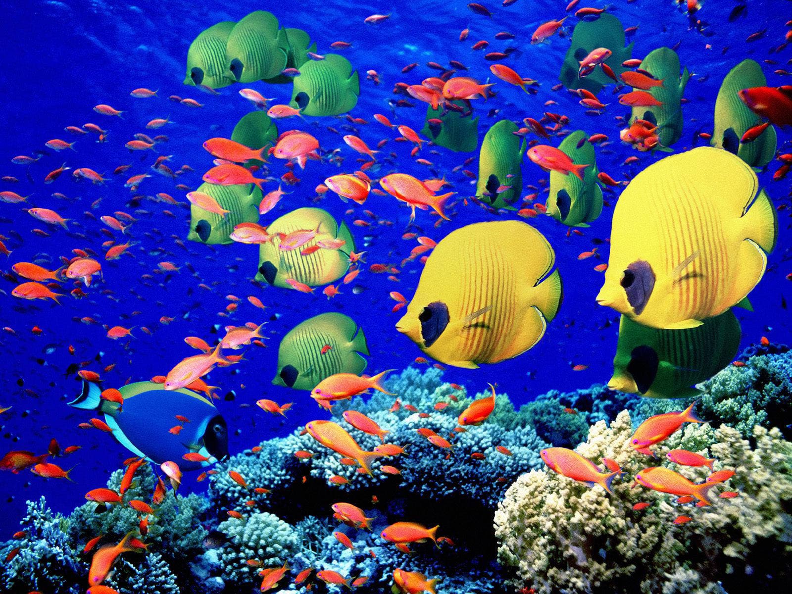 Ocean Acidification Disrupts Reef Fish Social Behaviour, New Study Finds