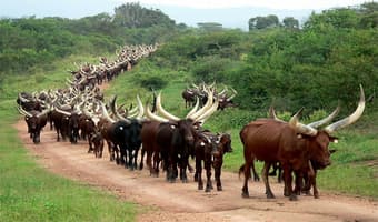 Livestock urine fights banana diseases in Uganda