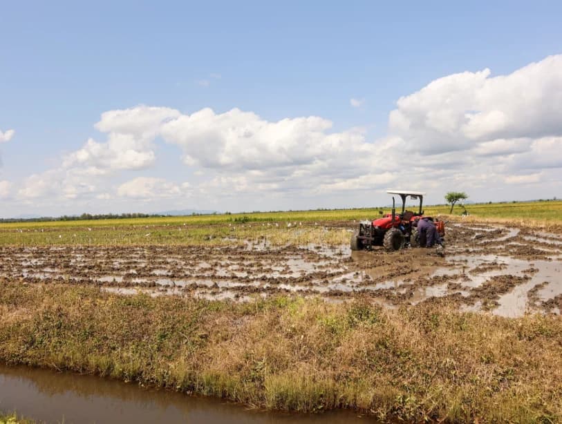 Government Warns of Rice Shortage Ahead of Court Ruling on Duty-Free Imports