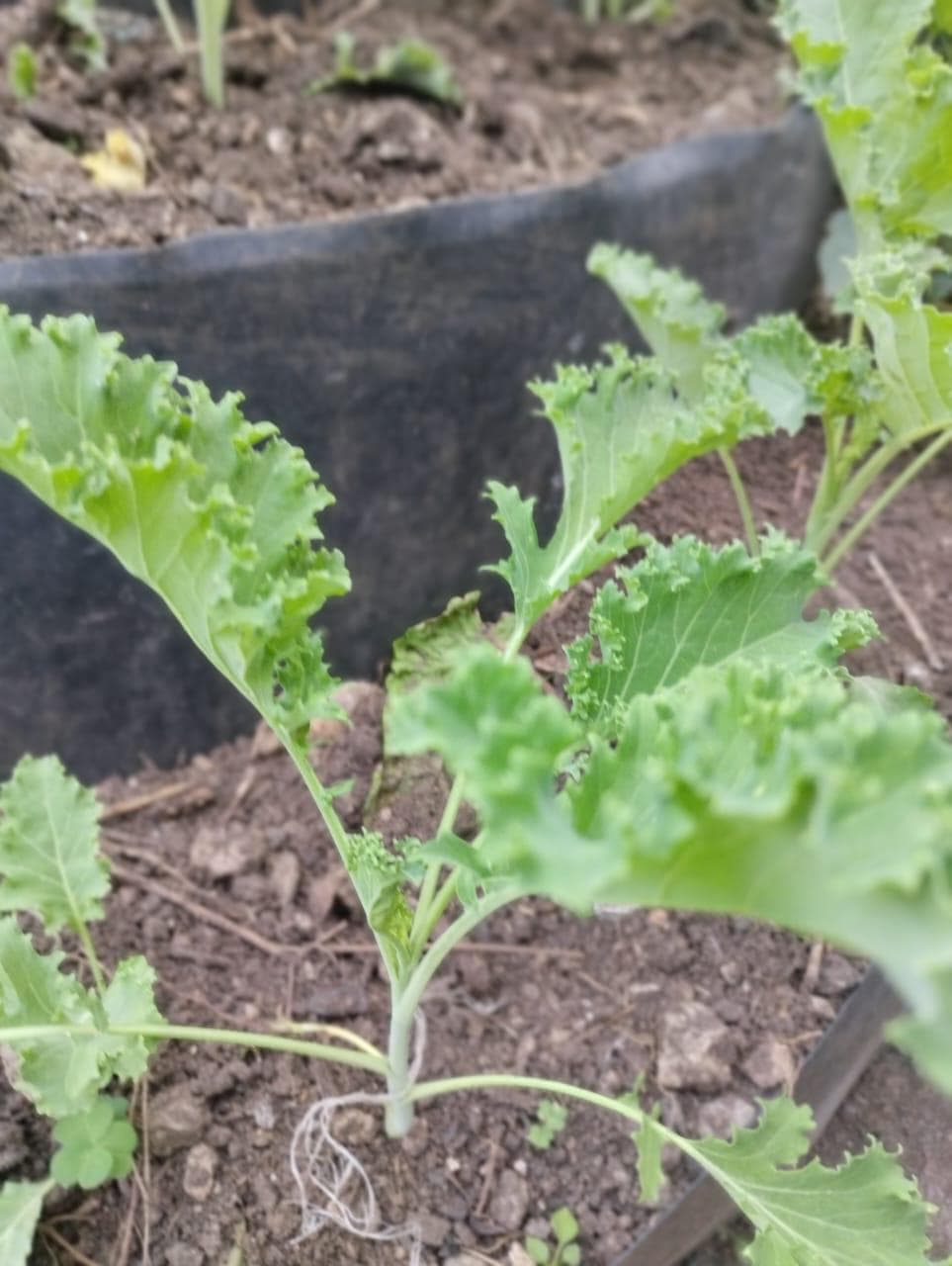 Farmer builds paper-tower vegetable farm on rocks