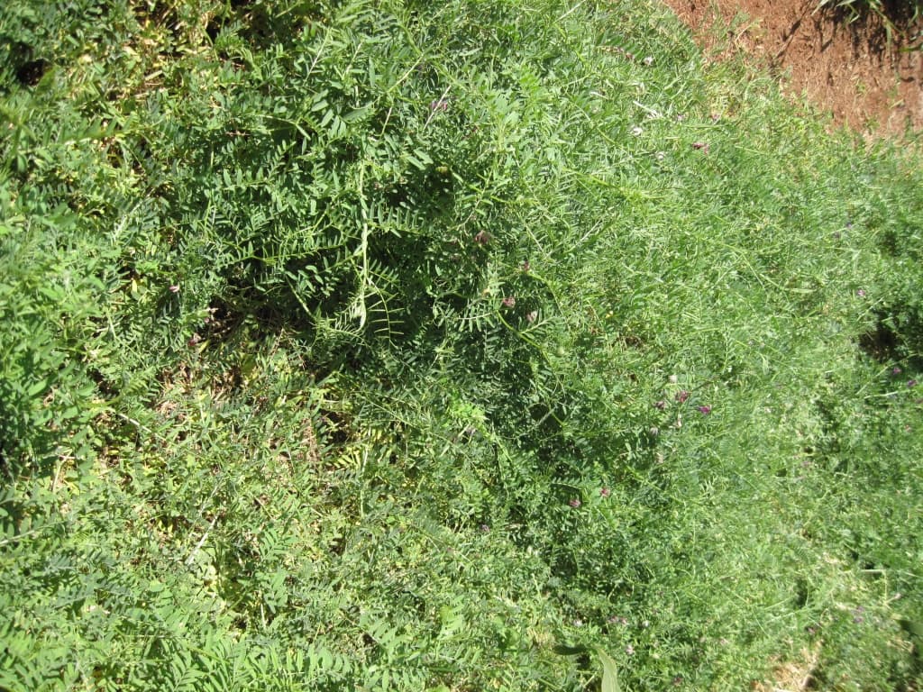 Vetch grass offers farmers multiple benefits