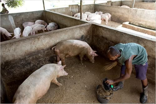 How two pigs can give you close to Sh1 million in one Year