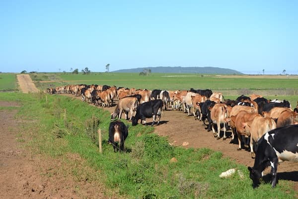 How to control East Coast Fever disease in cattle