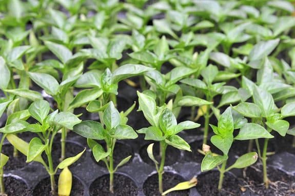 Seed grower targets farmers with Sh10 pack