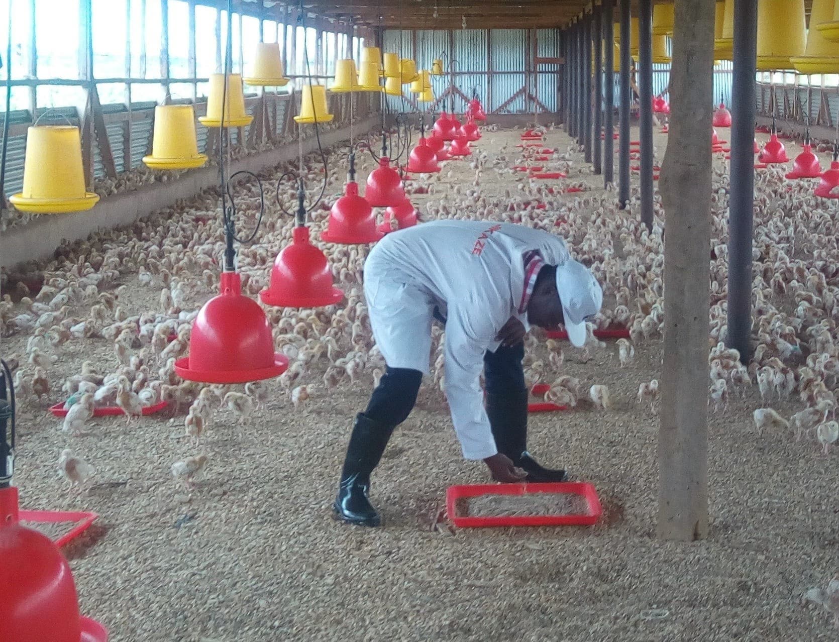 Agriculture expert devices 30% cheaper feed that boosts animal production