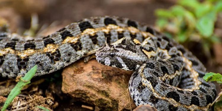Hidden Wild Kenya: Little-Known Kenyan Venomous Snake With Horns Above Its Eyes