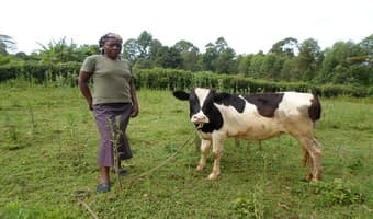 Dairy loan insures cows, increases income