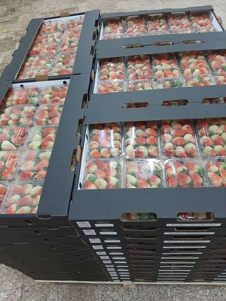 Strawberry exporter looking for outgrower farmers